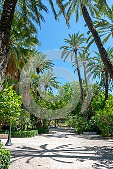 Elche Municipal Park, Alicante province, Valencian Community. Spain. Europe.