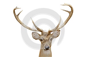 Eld deer photo