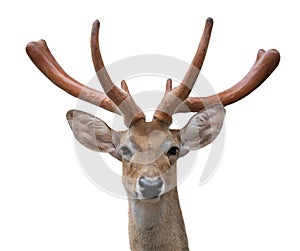 Eld deer Rucervus eldi head isolated photo