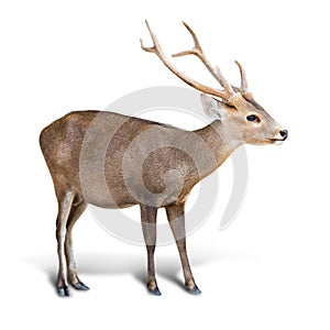 Eld deer