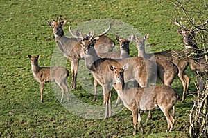 Eld`s Beer or Brown-Antlered Deer, cervus eldii, Herd