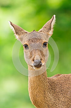 Eld`s deer or Brow-antlered deer (Rucervus eldii thamin).