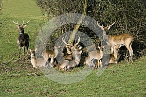 Eld`s Deer or Brown-Antlered Deer, cervus eldii