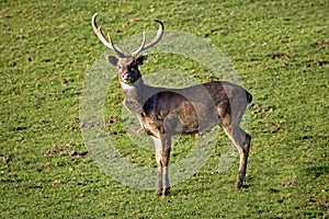 Eld`s Deer or Brown-Antlered Deer, cervus eldii, Male