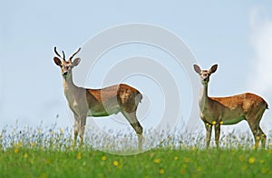 Eld`s Deer or Brown-Antlered Deer, cervus eldii, Pair