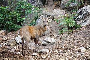 Eld' s Deer photo