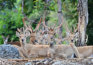 Eld's deer