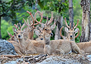 Eld's deer