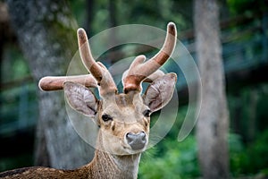 Eld`s deer