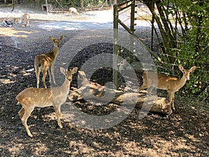 Eld`s deer Panolia eldii thamin, Syn. Rucervus eldi thamin or Syn. Cervus eldii thamin, Brow-antlered deer, Burma-Leierhirsch photo