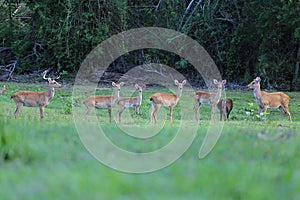 Eld\'s Deer or Rucervus eldii, in forests Thailand