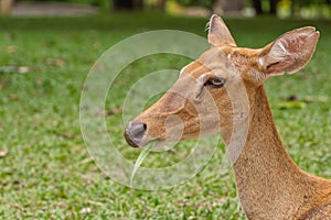 Eld`s deer (Rucervus eldii thamin).