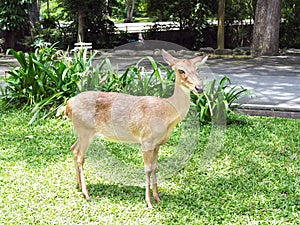 An Eld`s deer stand  on the ground  in the zoo.