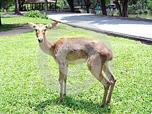 An Eld`s deer walk in the zoo, this one is abnormal since back legs is broken.