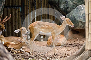 Eld's Deer in zoo