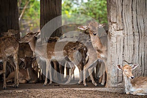 Eld`s deers photo