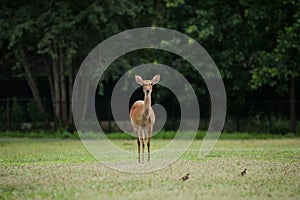 Eld's Deers in zoo