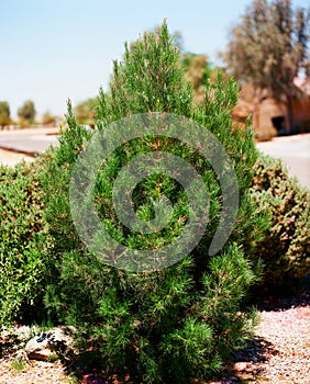 Eldarica pine photo