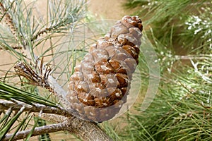 Eldarica Pine Cone