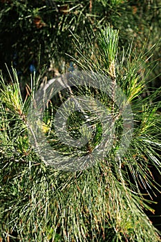 Eldarica Pine (Pinus eldarica) Spring Fascicles, closeup photo