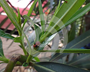 Elder bug nymph in oleander leaf