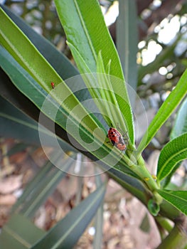 Elder bug nymph in oleander leaf photo