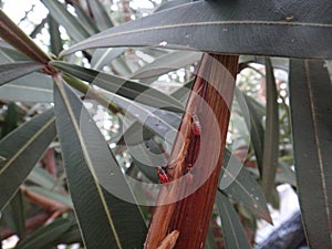 Elder bug nymph in oleander plant