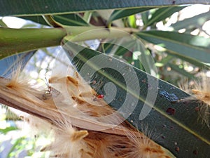 Elder bug nymph in oleander pod