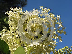 Elder or Elderberry or Black elder or European elder flowering plant . Sambucus Nigra Adoxaceae family flowers photo