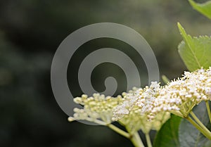 The Elder or Elderberry Sambucus nigra flower.