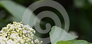 The Elder or Elderberry Sambucus nigra flower.