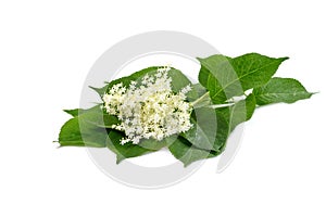 The Elder or Elderberry Sambucus nigra isolated