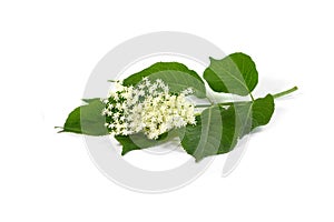 The Elder or Elderberry Sambucus nigra isolated