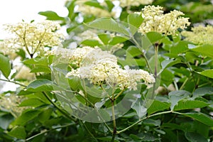 The Elder or Elderberry Sambucus nigra isolated