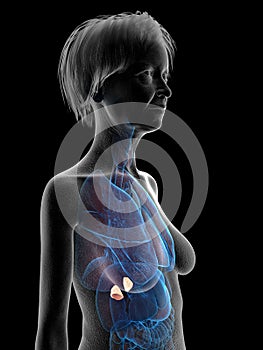 An elder females adrenal glands