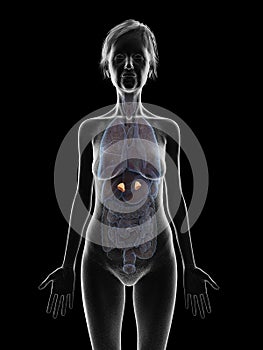 An elder females adrenal glands