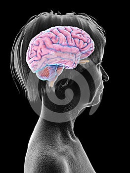 An elder females brain