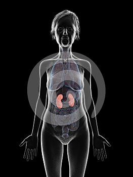 An elder females kidneys