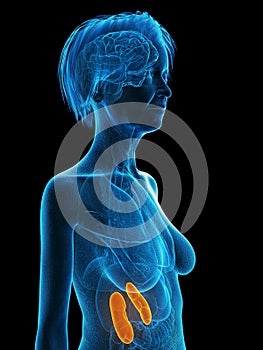 An elder females kidneys