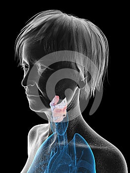 An elder females larynx