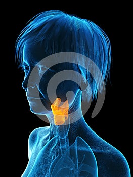 An elder females larynx