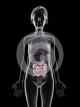 an elder females small intestines