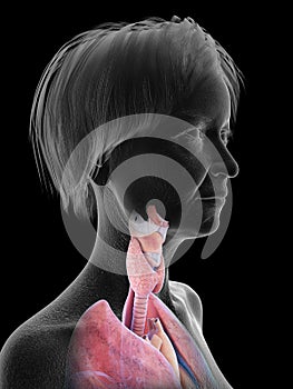 An elder females throat anatomy