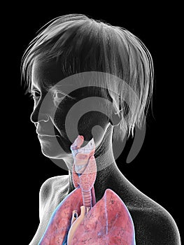 an elder females throat anatomy