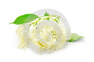Elder flower