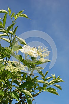 Elder flower