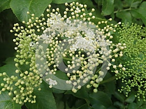Elder flower blossoms with buds and green backgroud, close up