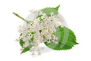 Elder flower blossoms isolated on a white background. Medicinal plant