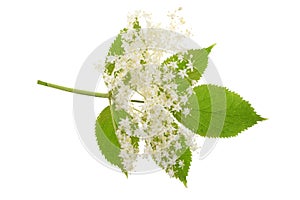 Elder flower blossoms isolated on a white background. Medicinal plant