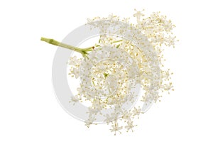 Elder flower blossoms isolated on a white background. Medicinal plant